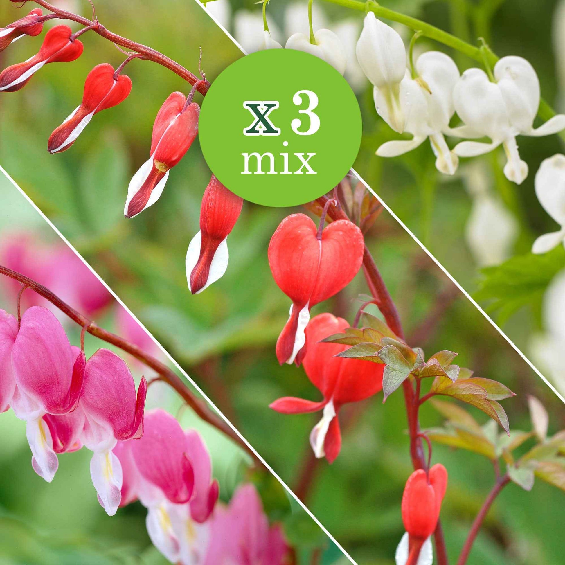 3x Gebroken hartje Dicentra - Mix roze-wit-rood - Winterhard - Vaste planten
