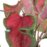 Caladium 'Red Ruffles' rood - Groene kamerplanten