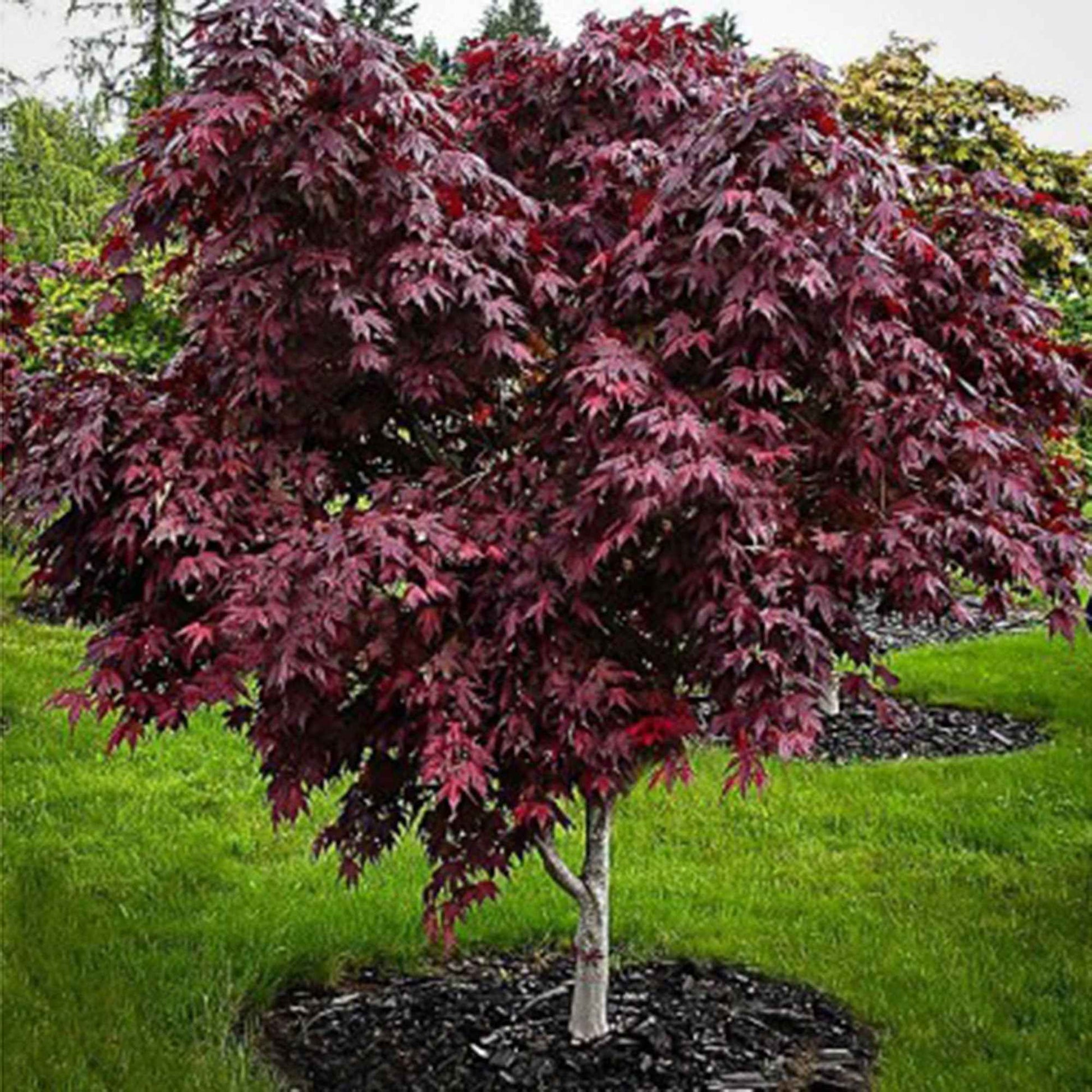 Japanse esdoorn Acer 'Mystic Jewel' paars-groen-oranje - Winterhard - Tuinplanten
