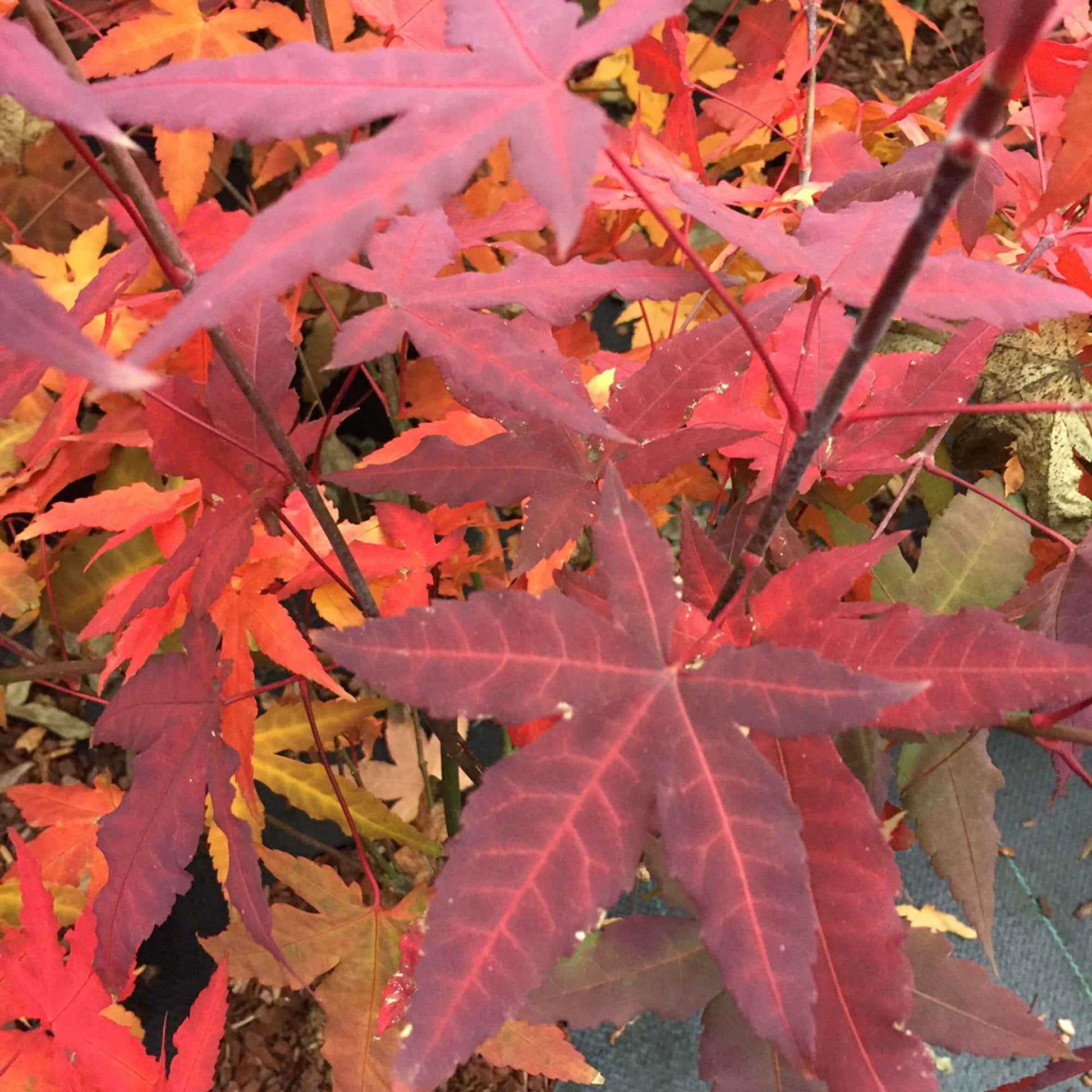 Japanse esdoorn Acer 'Mystic Jewel' paars-groen-oranje - Winterhard - Plant eigenschap