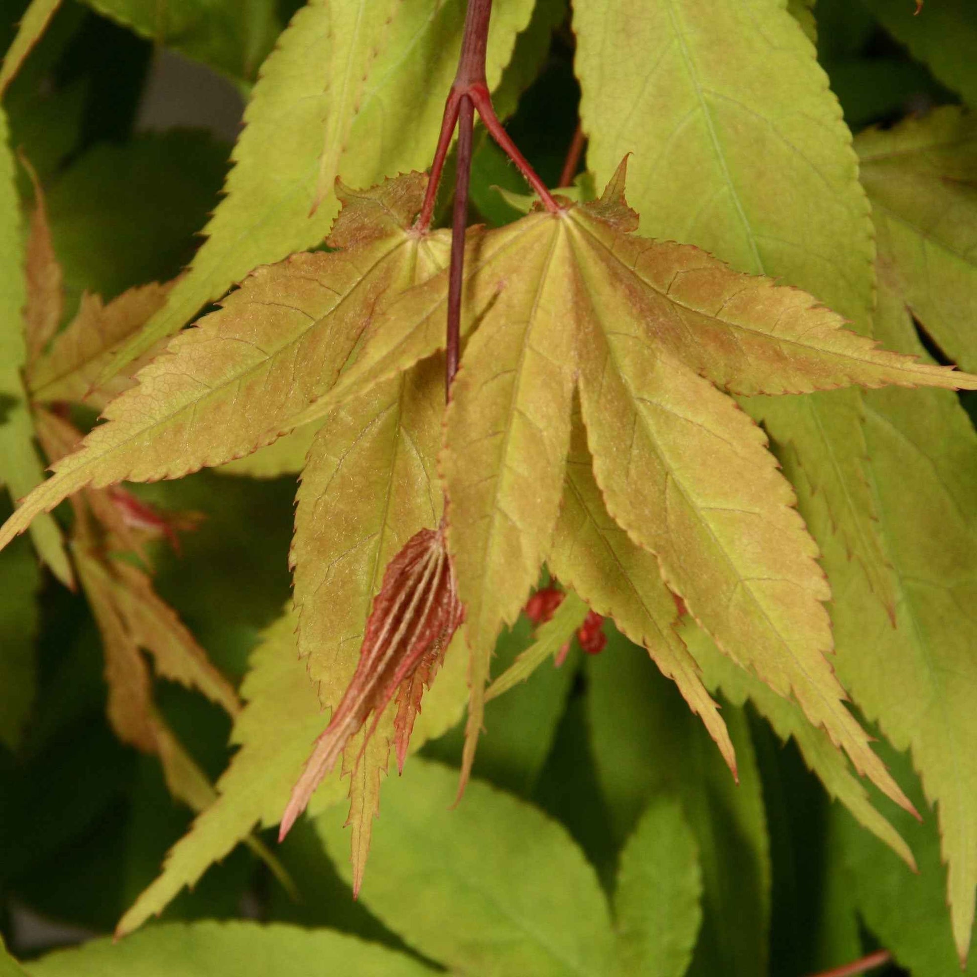 Japanse esdoorn Acer 'Osakazuki' rood-oranje-groen - Winterhard - Plant eigenschap