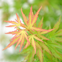 Japanse esdoorn Acer 'Wilson's Pink Dwarf' roze-oranje-groen - Winterhard - Japanse esdoorn