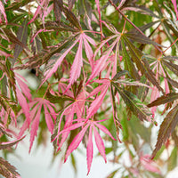 Japanse esdoorn Acer 'Extravaganza' rood - Winterhard - Plant eigenschap