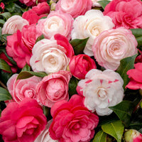 Japanse roos Camellia 'Festival' wit-roze - Winterhard - Heesters voor terras en balkon