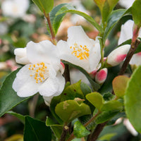 Japanse roos Camellia 'Beauty Blush' wit - Winterhard - Heesters