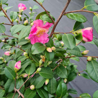 Japanse roos Camellia 'Winter Perfume Pink' roze - Winterhard - Bloeiende heesters