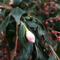Japanse roos Camellia 'Cupido' wit-roze - Winterhard - Heesters voor terras en balkon