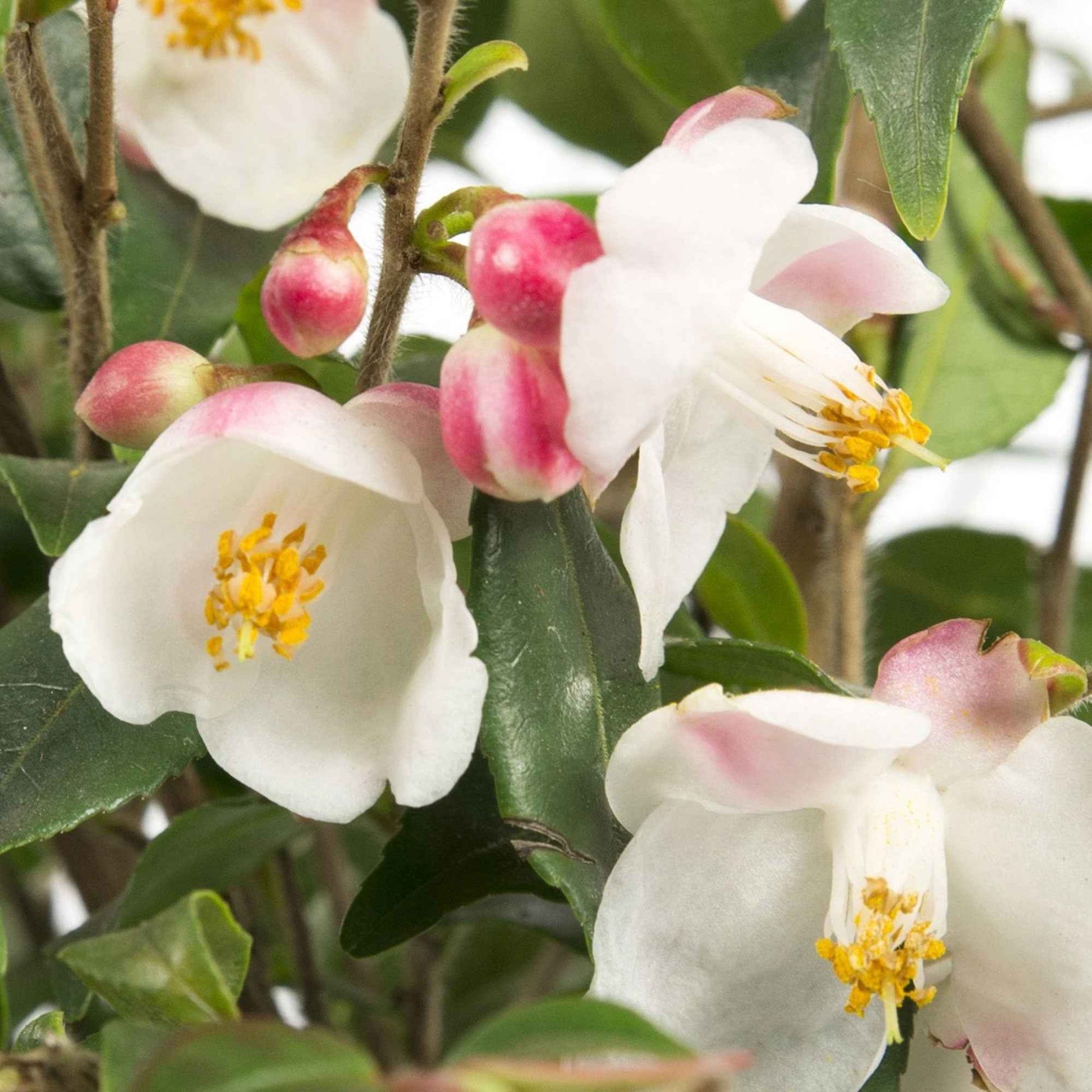 Japanse roos Camellia 'Cupido' wit-roze - Winterhard - Heesters