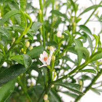 Wasbloem Eriostemon 'Flower Girl White' wit - Winterhard - Plant eigenschap