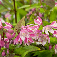 Bruidsbloem Deutzia 'Yuki Cherry Blossom' roze - Winterhard - Heesters voor terras en balkon