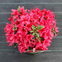 Rhododendron 'Bollywood' roze - Winterhard - Alle bloeiende tuinplanten