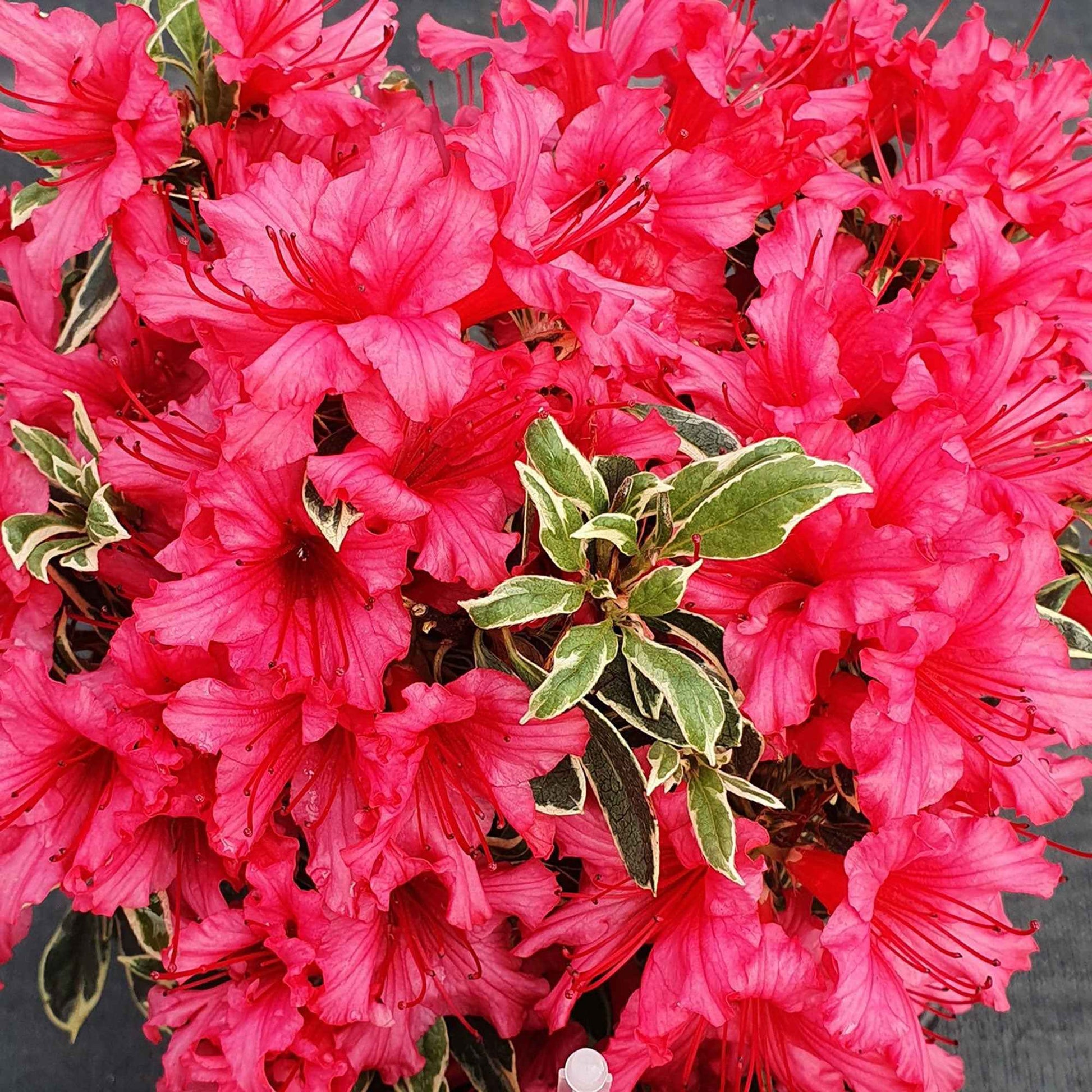 Rhododendron 'Bollywood' roze - Winterhard - Bloeiende struiken