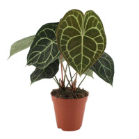 Aderplant Anthurium clarinervium - Alle makkelijke kamerplanten