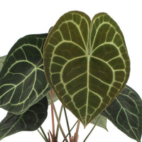 Aderplant Anthurium clarinervium - Groene kamerplanten
