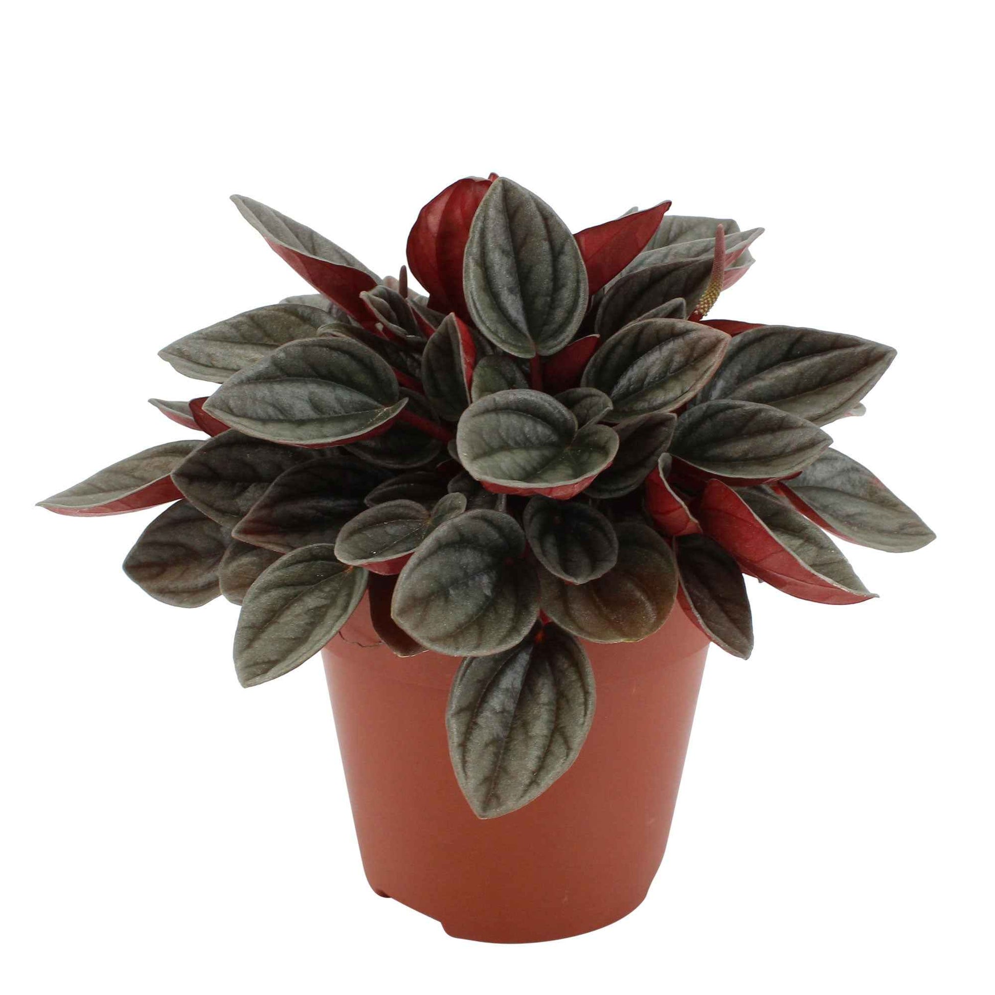 Peperomia santorini grijs-roze - Alle makkelijke kamerplanten