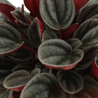 Peperomia santorini grijs-roze - Groene kamerplanten