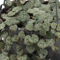 Chinees lantaarntje Ceropegia woodii incl. hangmand bruin  - Hangplant - Cadeau idee