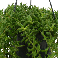 Dolfijnplant Senecio peregrinus incl. plastic hanging pot  - Hangplant - Groene kamerplanten