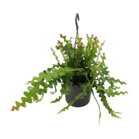 Zaagcactus Epiphyllum anguliger incl. kunststof hangpot  - Hangplant - Alle makkelijke kamerplanten