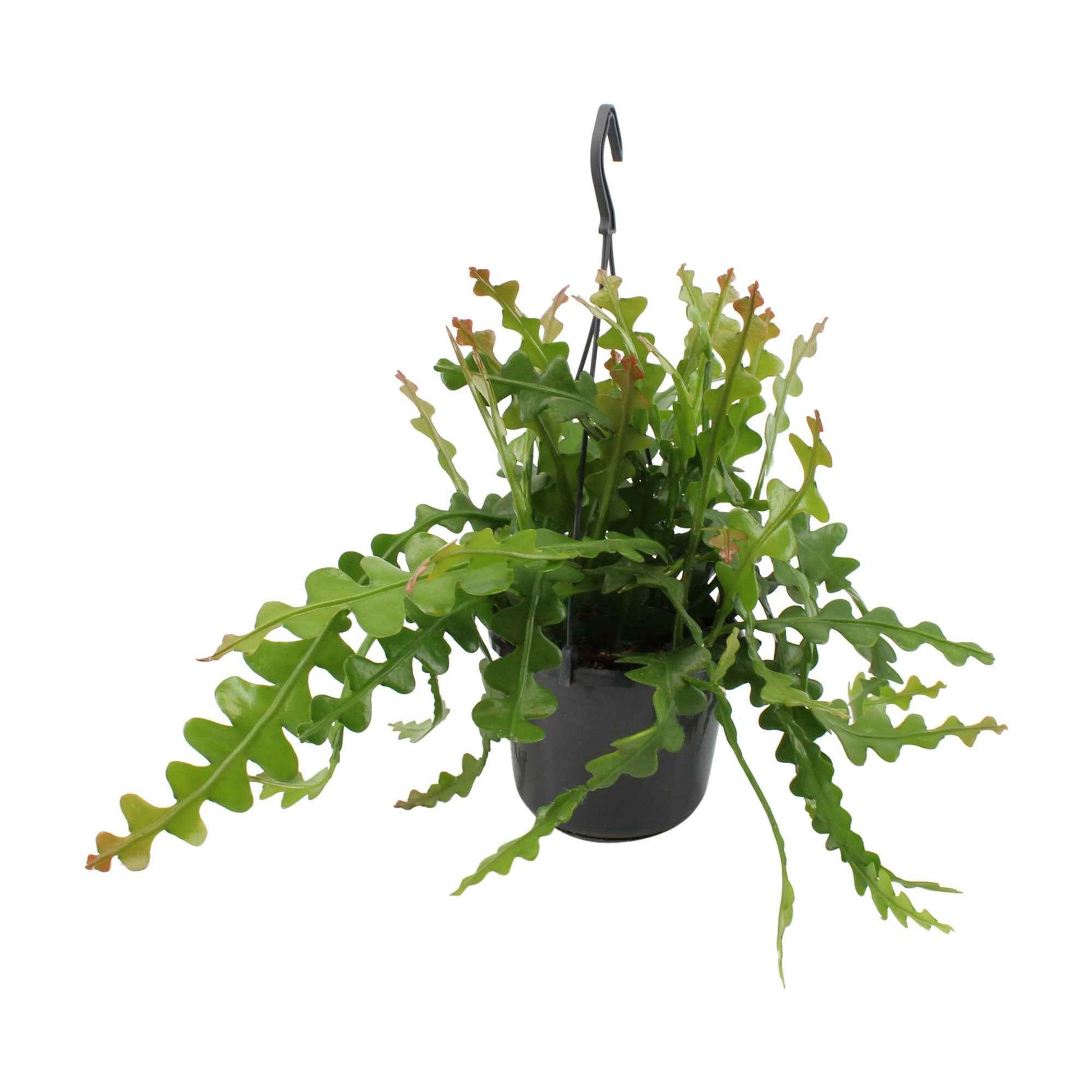 Zaagcactus Epiphyllum anguliger incl. kunststof hangpot  - Hangplant - Alle makkelijke kamerplanten