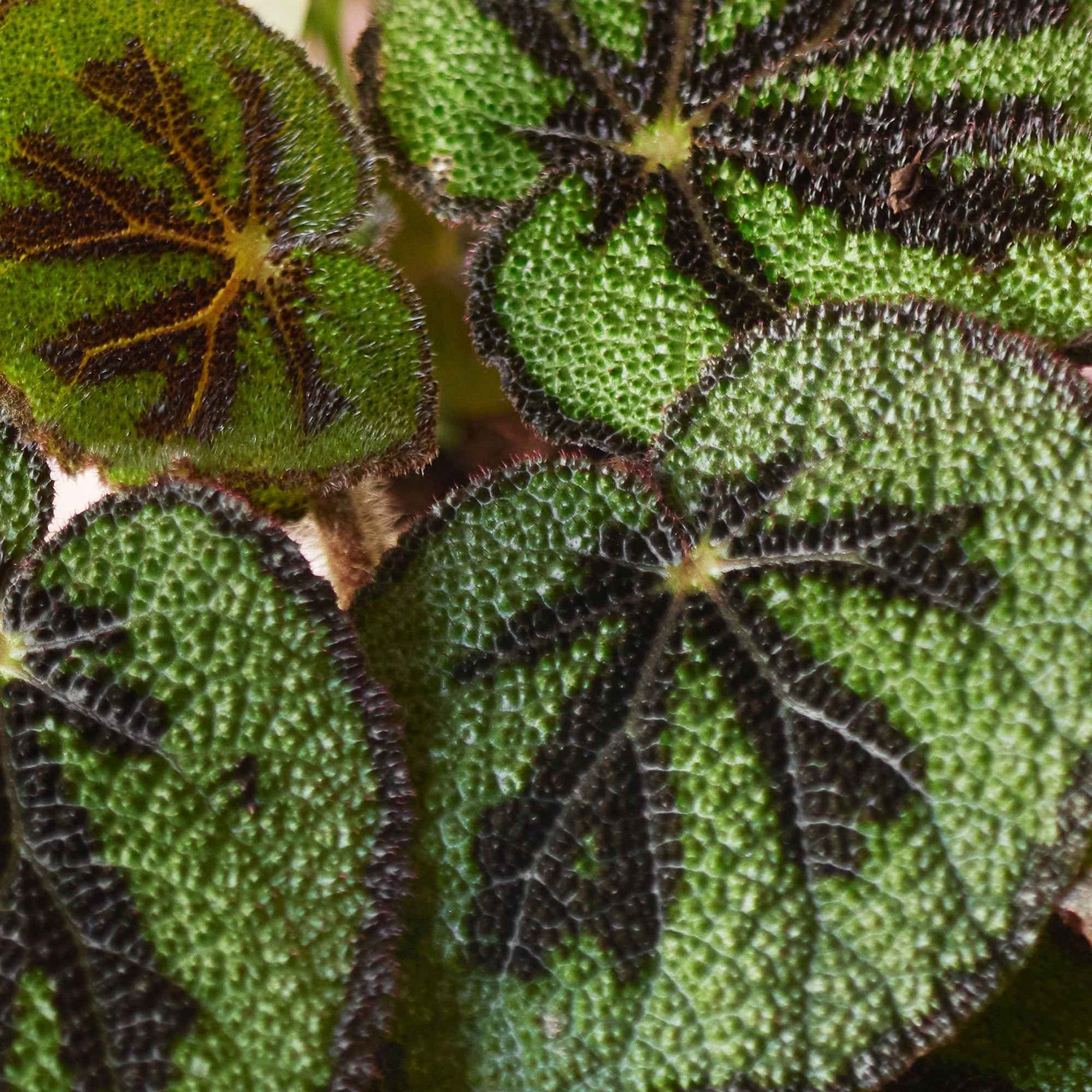 Bladbegonia Begonia masoniana - Kamerplanten