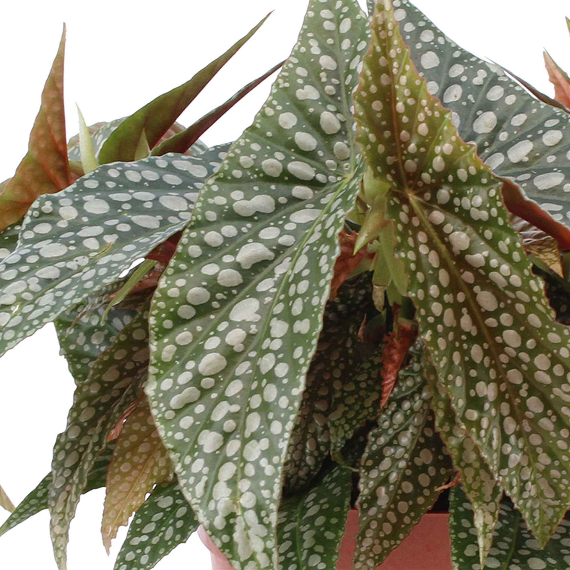 Bladbegonia Begonia cane 'Hotspot' - Groene kamerplanten