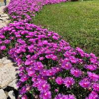 6x IJsbloem Delosperma cooperi roze - Winterhard - Alle vaste tuinplanten