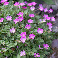 Reigersbek Erodium 'Bishops Form' Roze-Paars - Winterhard - Nieuw outdoor