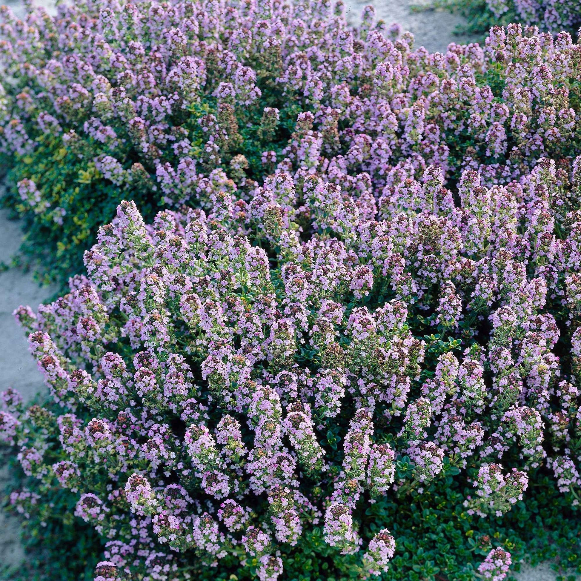 6x Citroentijm Thymus 'Doone Valley' roze - Winterhard - Bodembedekkers