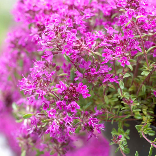 Kruiptijm 'Purple Beauty' - Bodembedekkers