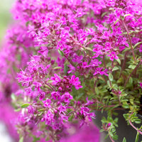 Kruiptijm 'Purple Beauty' - Tuinplanten