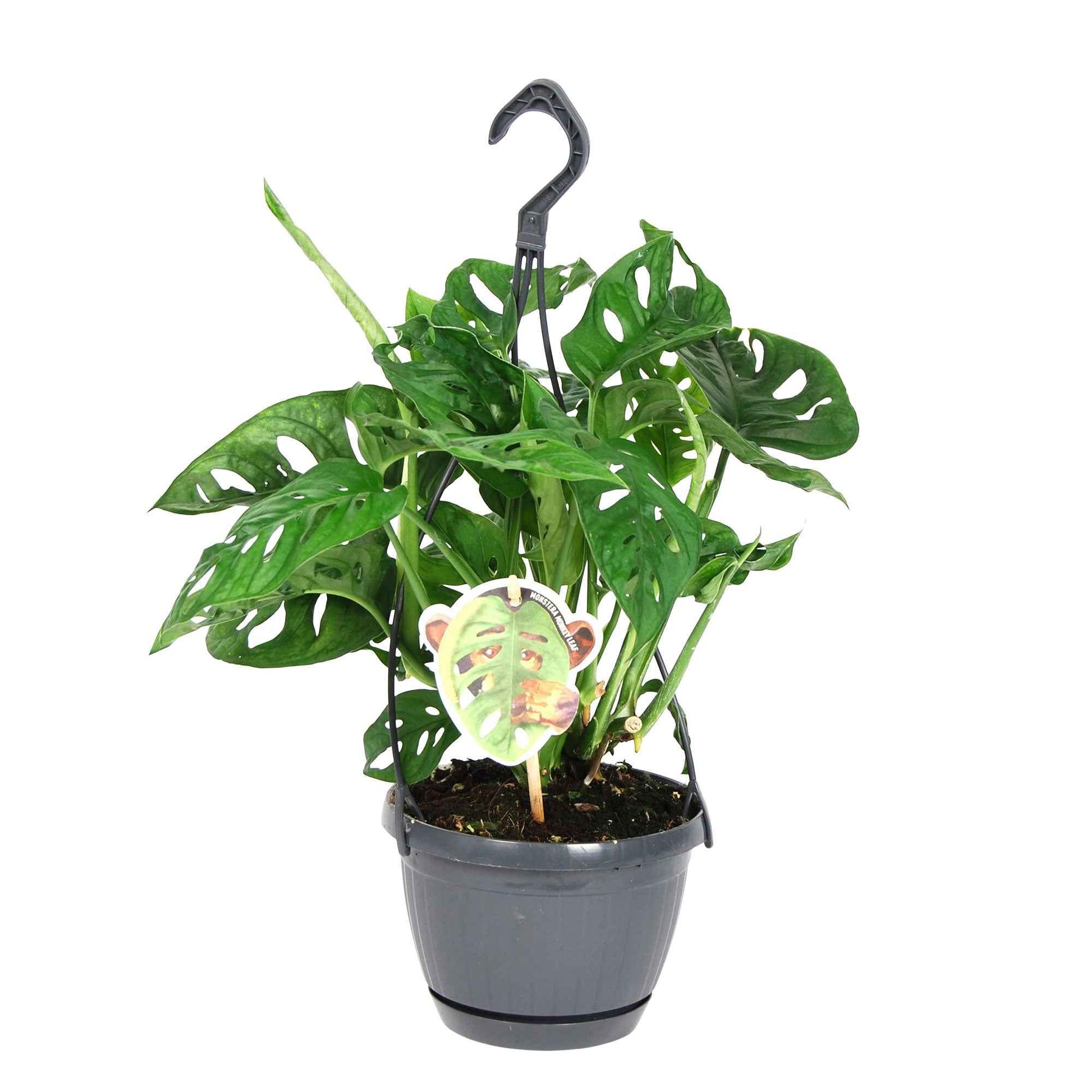 Gatenplant Monstera 'Monkey Leaf' incl. hangpot  - Hangplant - Badkamerplanten