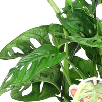 Gatenplant Monstera 'Monkey Leaf' incl. hangpot  - Hangplant - Groene kamerplanten