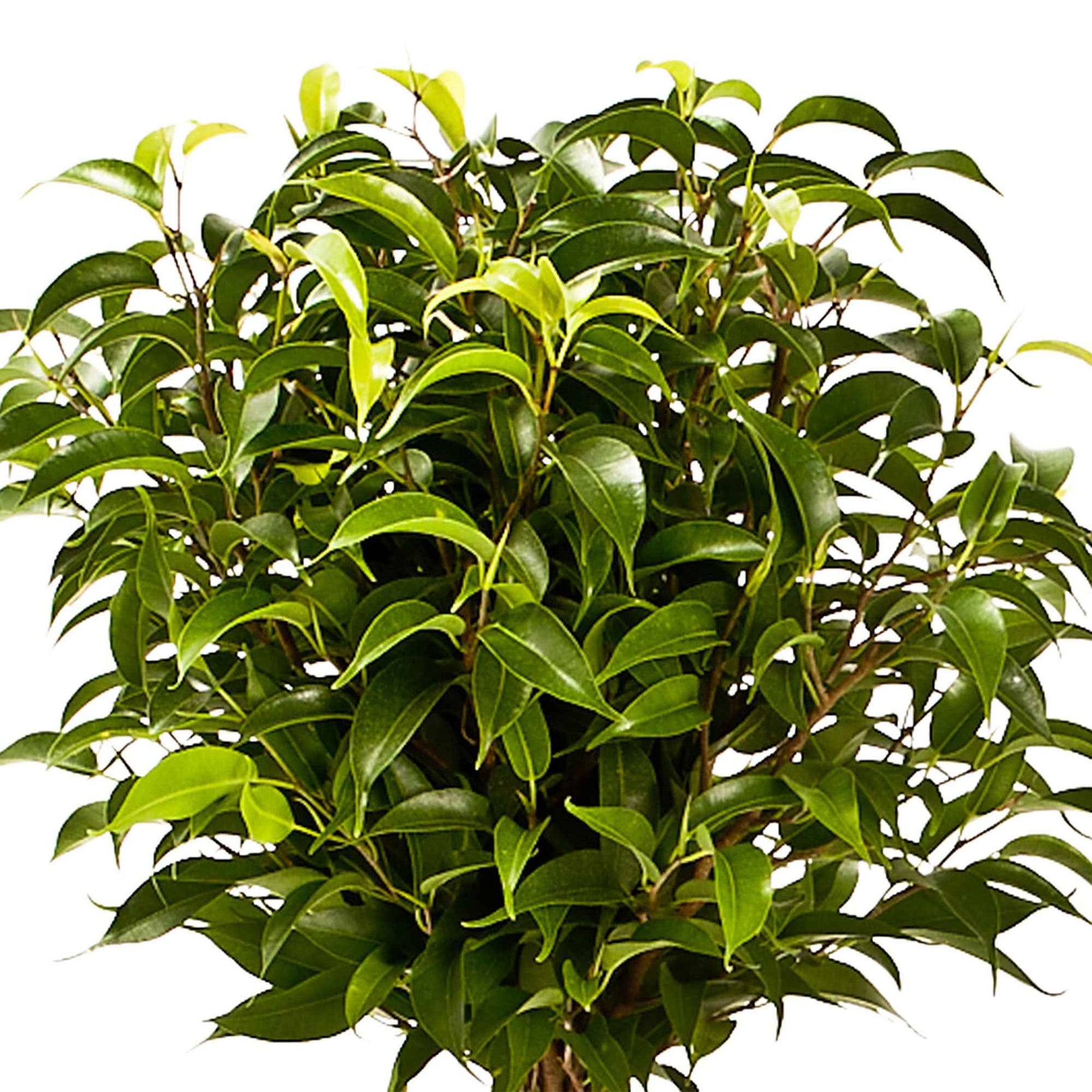 2x Treurvijg Ficus benjamina 'Natasja'  op stam - Groene kamerplanten