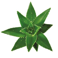 Succulent Aloë perfoliata - Alle makkelijke kamerplanten