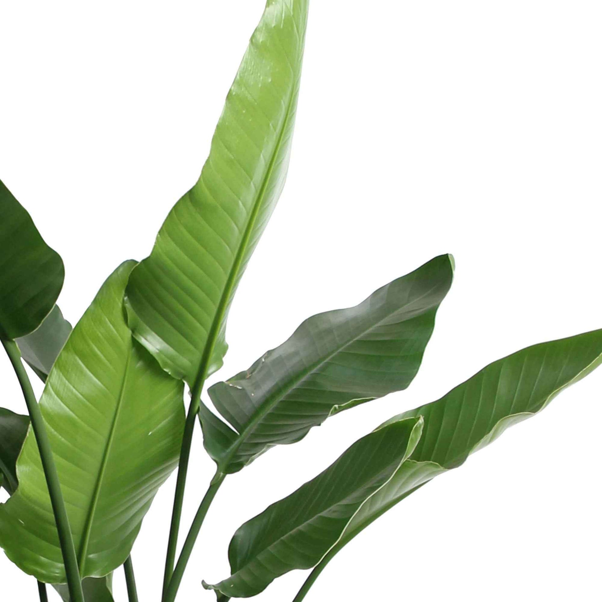 Paradijsvogelplant Strelitzia nicolai incl. palmblad mand - Cadeau idee