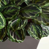 Bidplant Calathea 'Medaillion' - Groene kamerplanten
