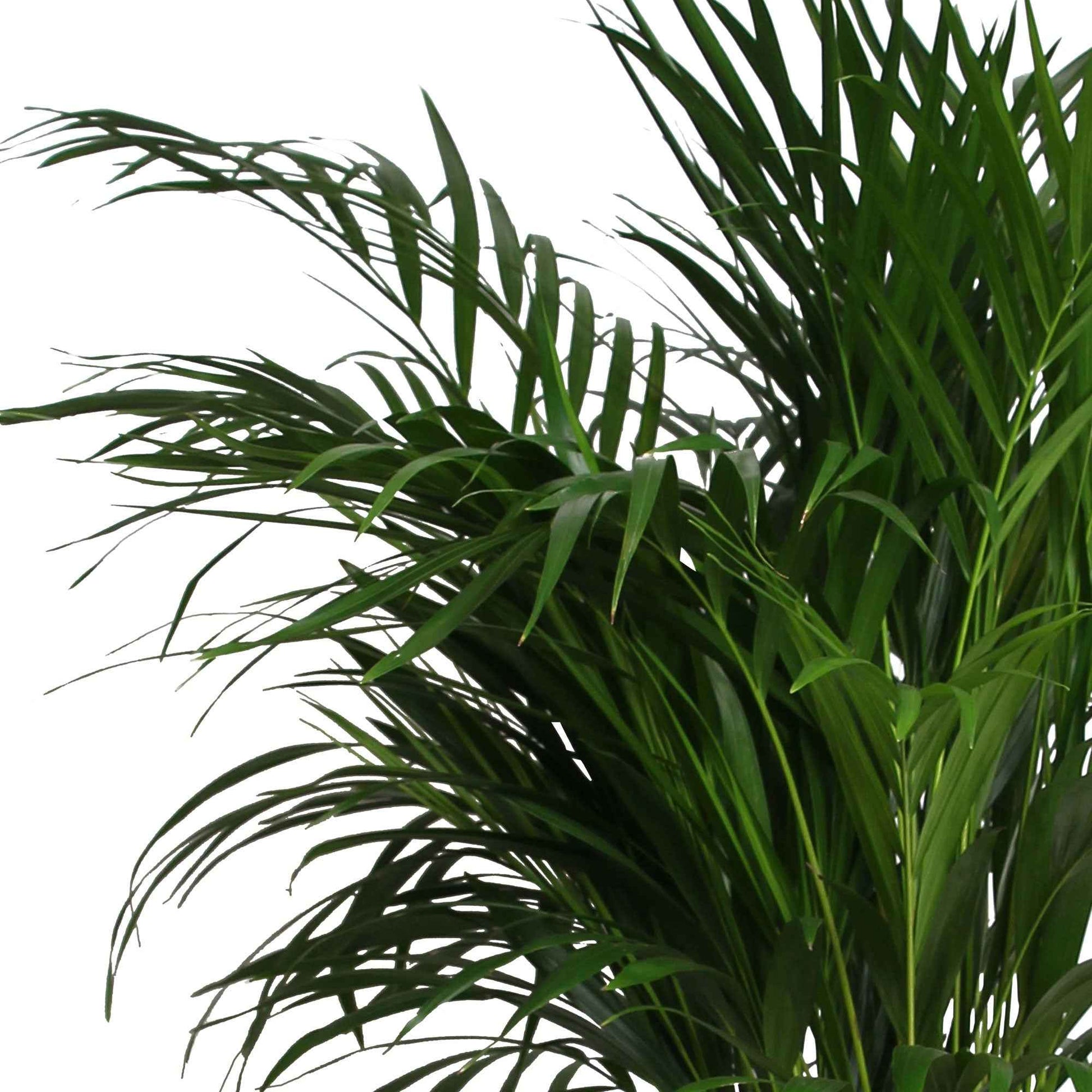 Areca palm Dypsis lutescens XL incl. zeegras mand - Binnenplant in pot cadeau