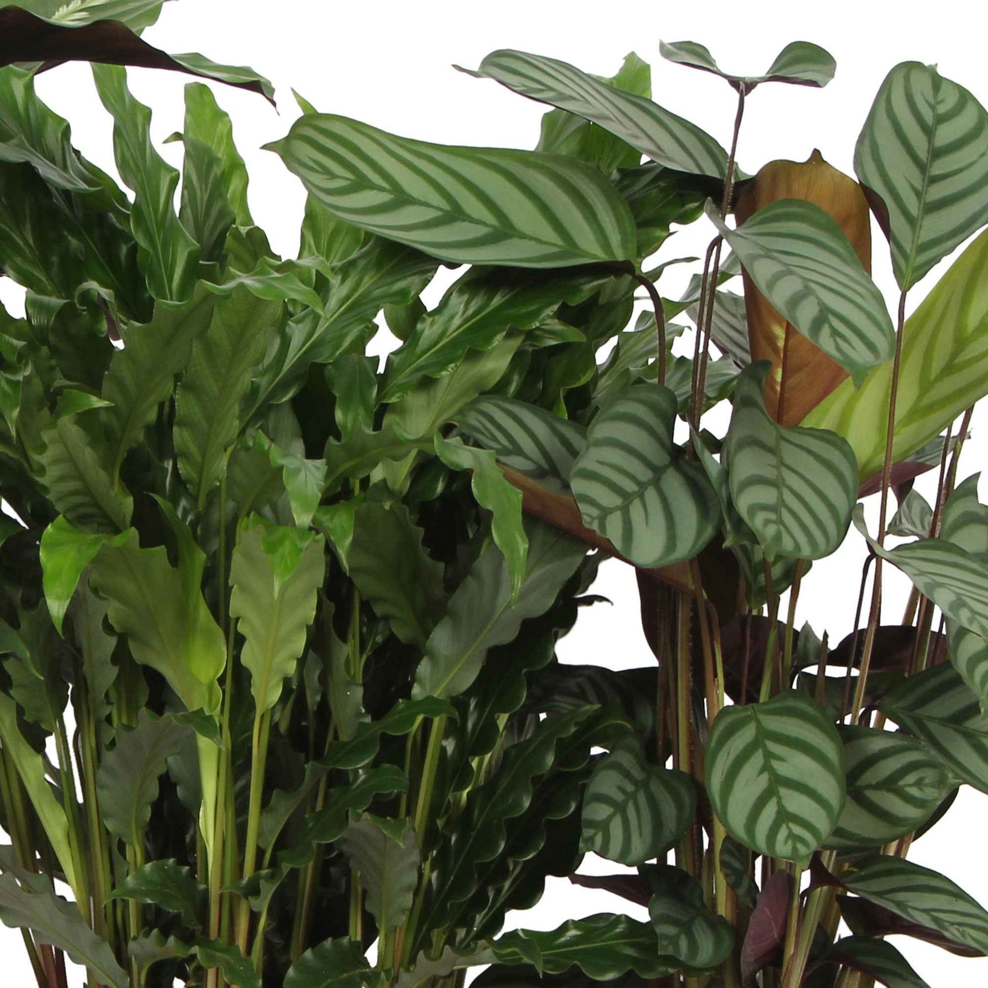 4x Bidplant Calathea, Ctenanthe - Mix Luchtzuiverende planten - Calathea