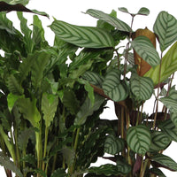4x Bidplant Calathea, Ctenanthe - Mix Luchtzuiverende planten - Diervriendelijke kamerplanten