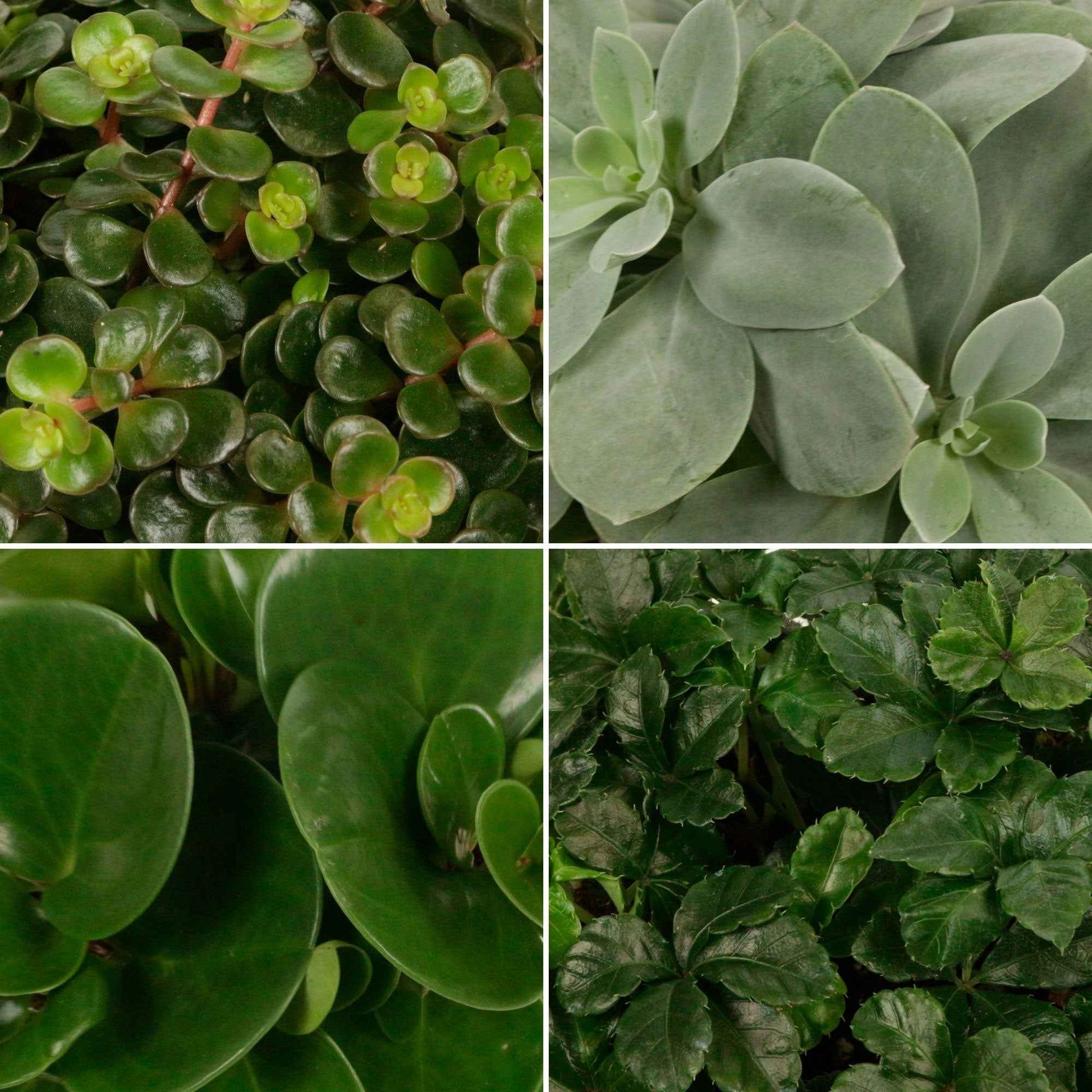 4x Groene kamerplanten - Mix 'Eden Collection' - Huiskamerplanten