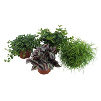 4x Groene kamerplanten - Mix 'Hangende Groentjes' - Alle makkelijke kamerplanten