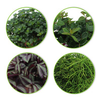 4x Groene kamerplanten - Mix 'Hangende Groentjes' - Binnenplanten in sierpot