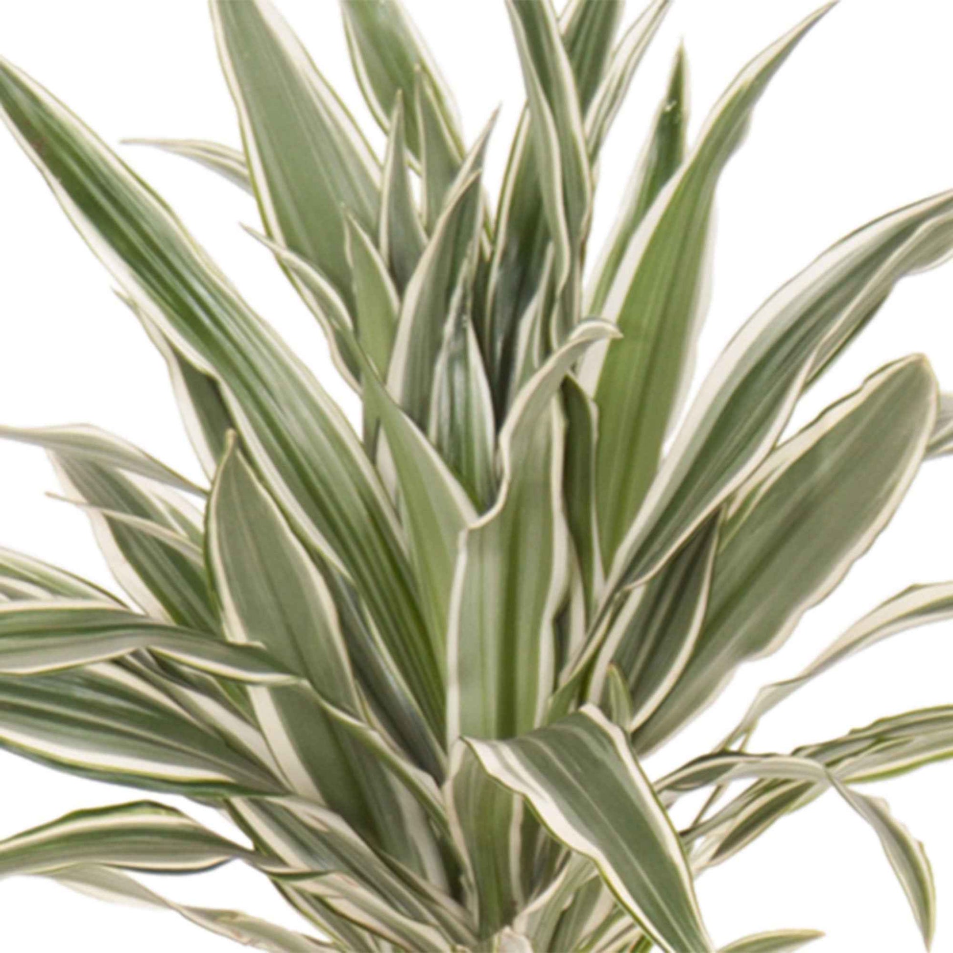 Drakenbloedboom Dracaena 'White Stripe' - Groene kamerplanten