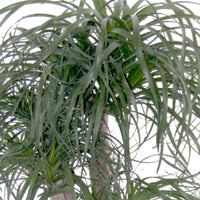 Olifantspoot Beaucarnea recurvata - Alle makkelijke kamerplanten