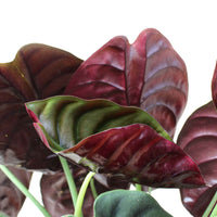 Olifantsoor Alocasia 'Red Secret' - Groene kamerplanten