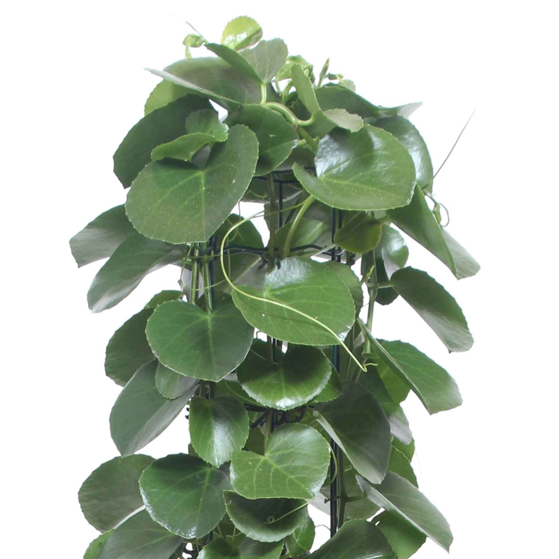 Suikerdruifje Cissus rotundifolia - Groene kamerplanten