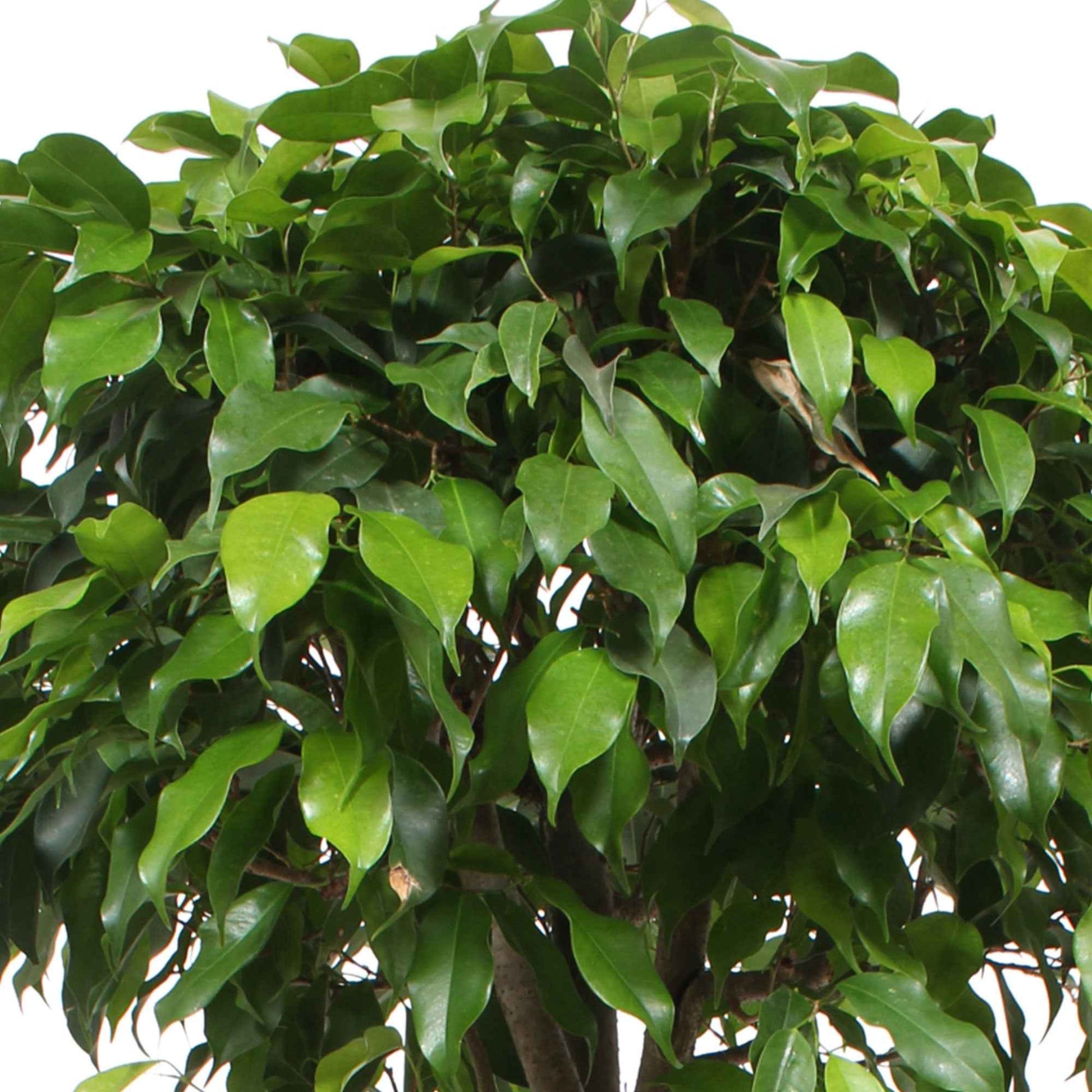 Treurvijg Ficus benjamina 'Columnar' - Groene kamerplanten