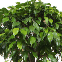 Treurvijg Ficus benjamina 'Columnar' - Huiskamerplanten