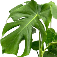 Gatenplant Monstera deliciosa incl. sierpot - Groene kamerplanten
